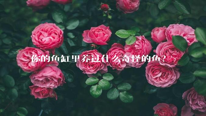 你的鱼缸里养过什么奇怪的鱼？